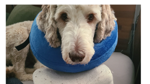 Lost Pet: Dot
