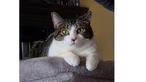 Lost Pet: Hart