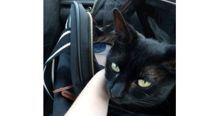 Lost Pet: Salem