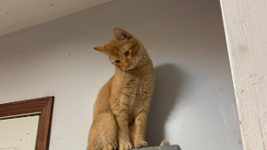 Lost Pet: Simba Hansen