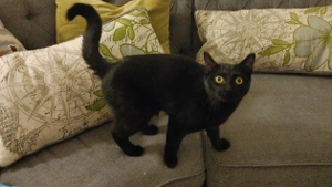Lost Pet: Tootles