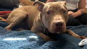 Lost Pet: Lilly