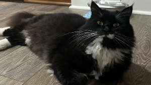 Lost Pet: Scooter