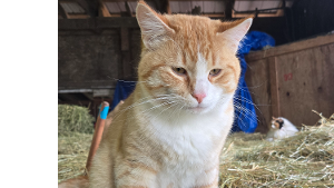 Lost Pet: Sunny