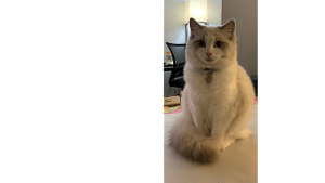 Lost Pet: Alice