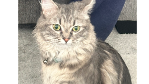 Lost Pet: Farrah