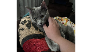 Lost Pet: Atticus