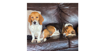 Lost Pet: Scarlett