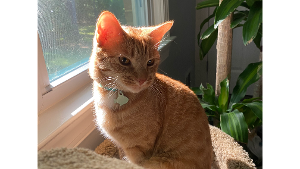 Lost Pet: Archibald