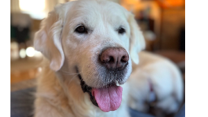 Lost Pet: Banks