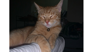 Lost Pet: Tangerine