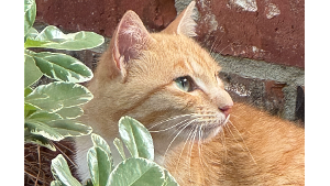 Lost Pet: Percy