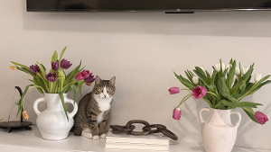 Lost Pet: Nina