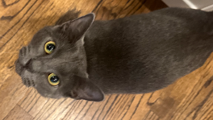 Lost Pet: Sophie