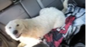 Lost Pet: Diesel