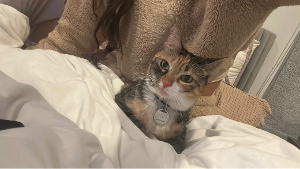 Lost Pet: Kitty