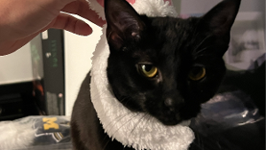 Lost Pet: Nala