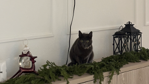 Lost Pet: Shuri