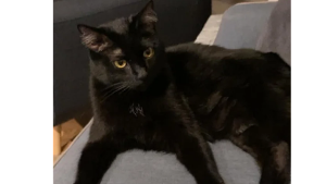 Lost Pet: Moon