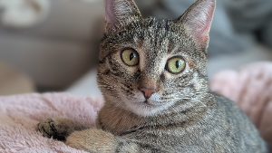 Lost Pet: Zari