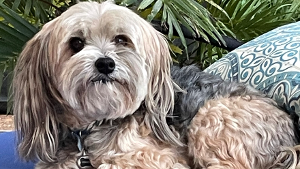 Lost Pet: Winston