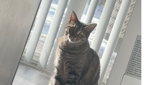 Lost Pet: Onyx