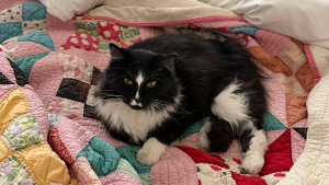 Lost Pet: Valentine