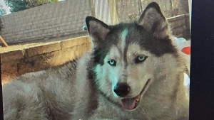 Lost Pet: Khloe