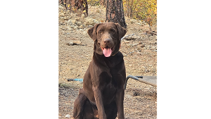 Lost Pet: Buck