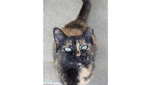 Lost Pet: MOOCH
