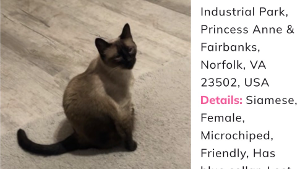 Lost Pet: Suki