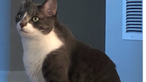 Lost Pet: Toby