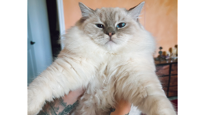 Lost Pet: Marie