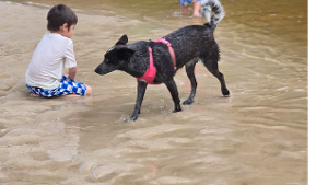 Lost Pet: Cora Lyne Patterson