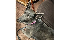 Lost Pet: Coco