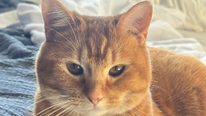 Lost Pet: Nacho