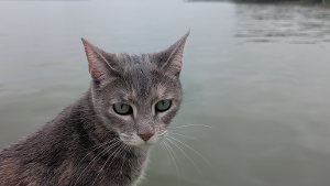 Lost Pet: Quicksilver