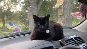 Lost Pet: Little boy