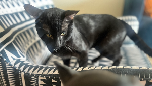 Lost Pet: Rico