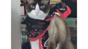 Lost Pet: Osiris