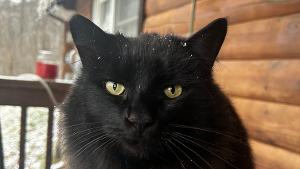 Lost Pet: Martini