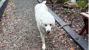 Lost Pet: Frank