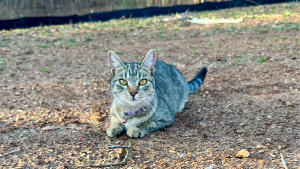 Lost Pet: Biscuit
