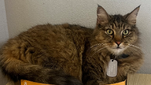 Lost Pet: Sausage
