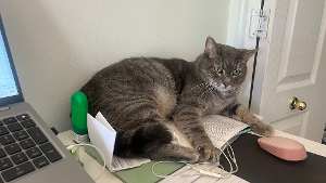 Lost Pet: Lucy