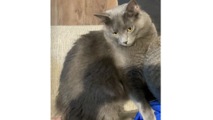 Lost Pet: Storm
