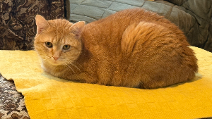 Lost Pet: Rosie