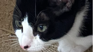 Lost Pet: Dot