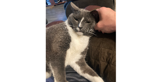 Lost Pet: Henry