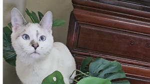 Lost Pet: Change